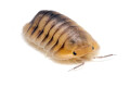 Cubaris sp. Caramel
